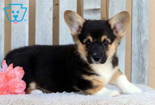 Bean Corgi2 image