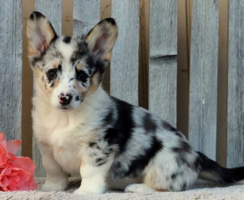 Bells Corgi