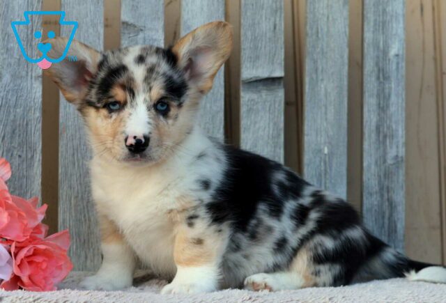 Benji Corgi image