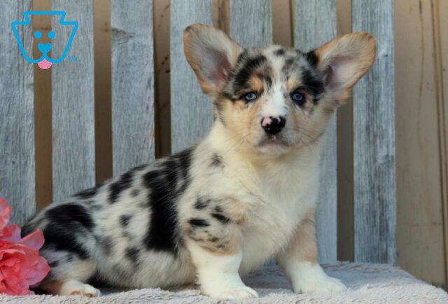 Benji Corgi2 image