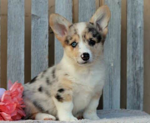 Benny Corgi2