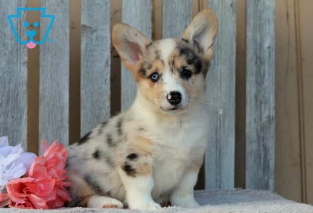 Benny Corgi2 image