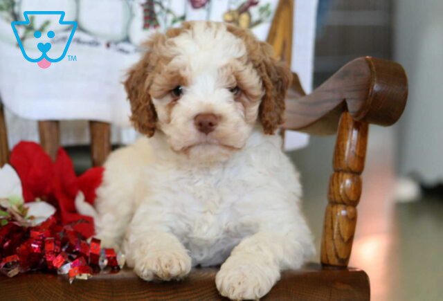 Benny Mini Goldendoodle image