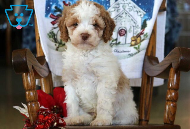 Benny Mini Goldendoodle2 image