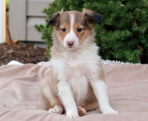 Benny Sheltie