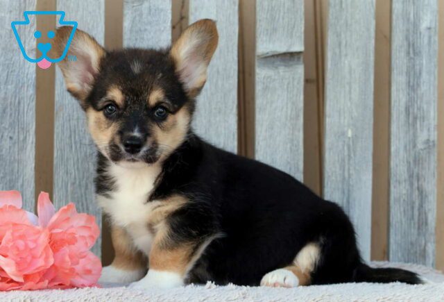 Bev Corgi image