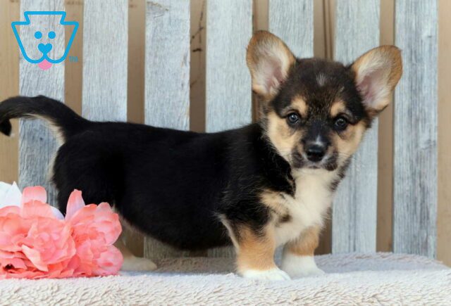 Bev Corgi2 image