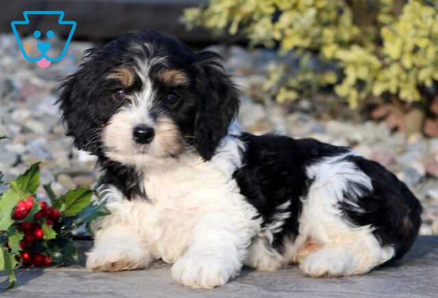 Bingo Cockapoo image