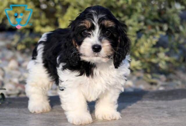 Bingo Cockapoo2 image