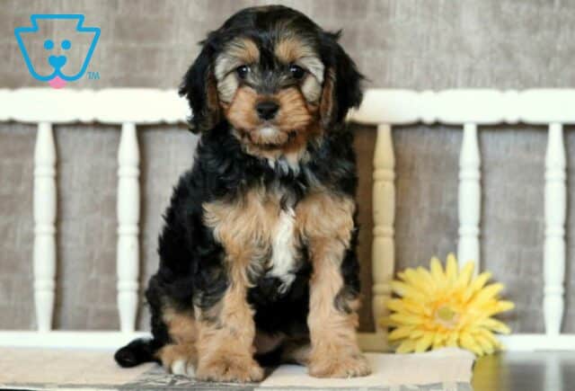 Blair Cavapoo image