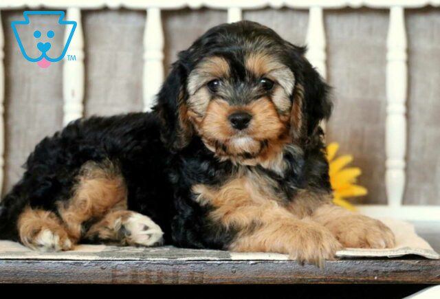 Blair Cavapoo2 image