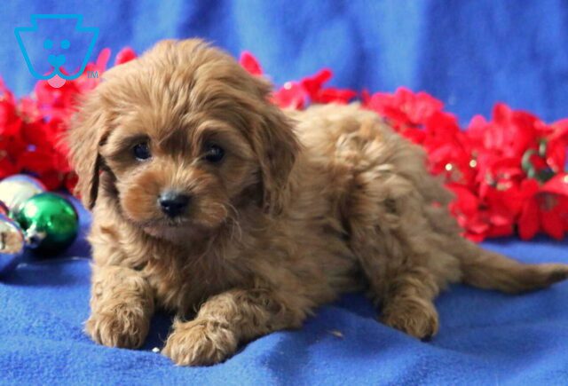 Blake Cavapoo image