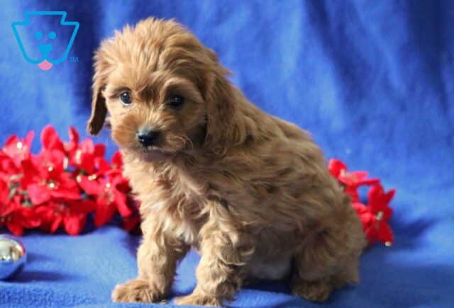 Blake Cavapoo2 image