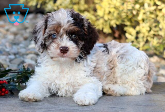 Bones Cockapoo image