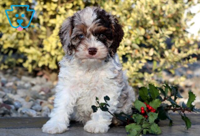 Bones Cockapoo2 image
