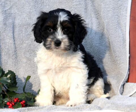 Boomer Cockapoo