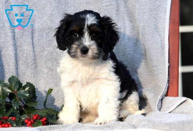 Boomer Cockapoo image