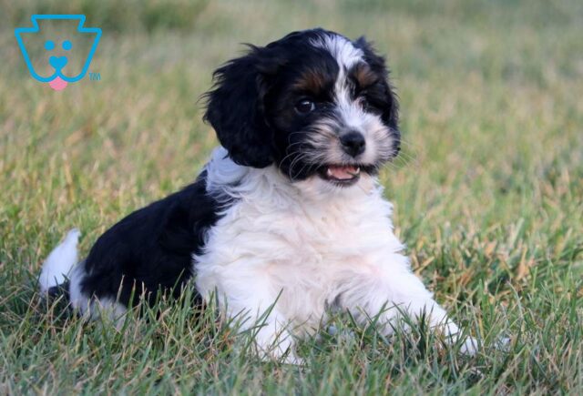 Boomer Cockapoo2 image