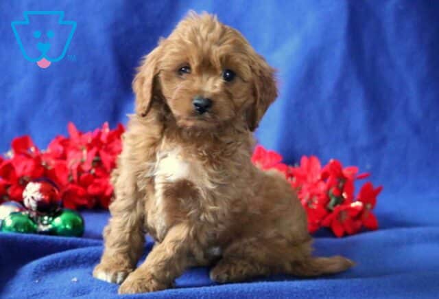 Boots Cavapoo image