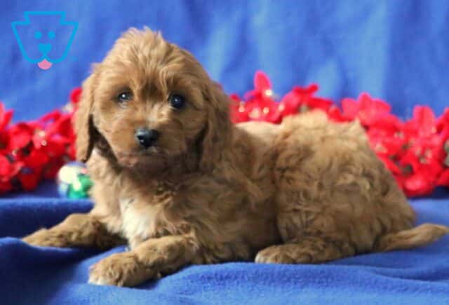 Boots Cavapoo2 image