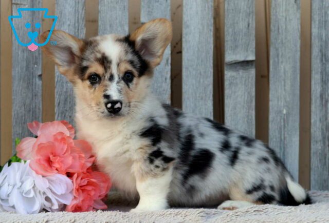 Boots Corgi image