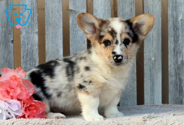 Boots Corgi2 image