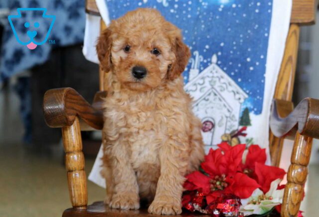 Boss Mini Goldendoodle image