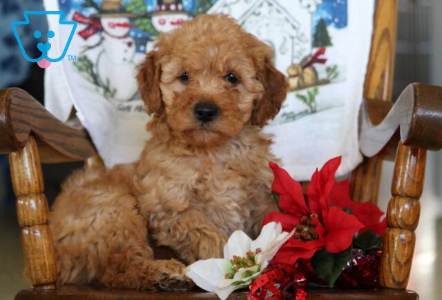 Boss Mini Goldendoodle2 image