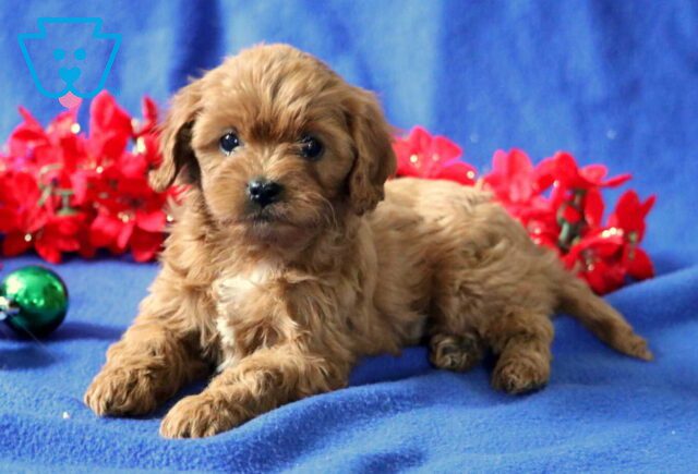Brianna Cavapoo image