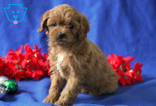 Brianna Cavapoo2 image