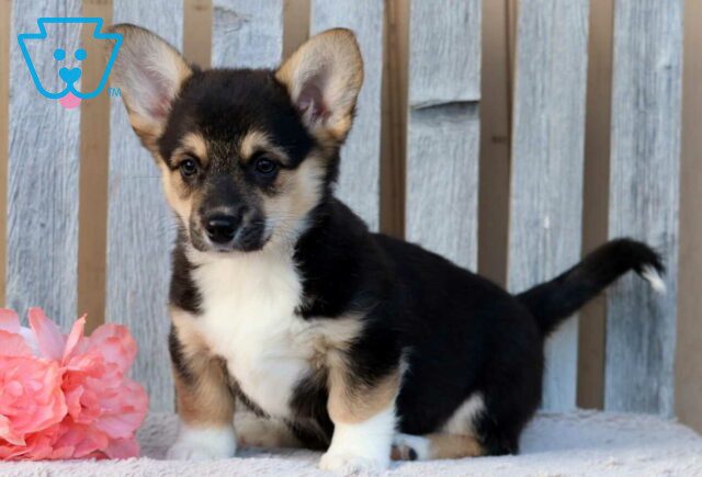 Brook Corgi image
