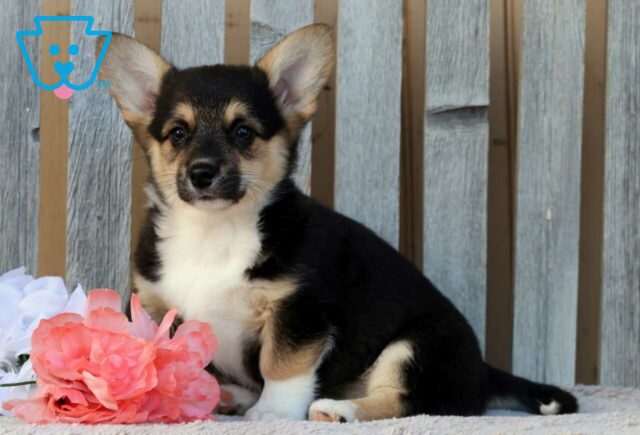 Brook Corgi2 image