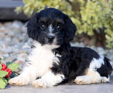 Buck Cockapoo