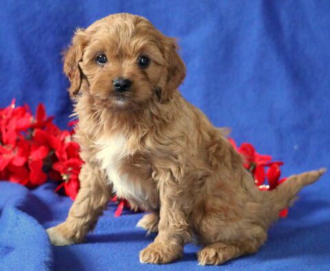 Bunker Cavapoo