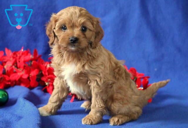 Bunker Cavapoo image