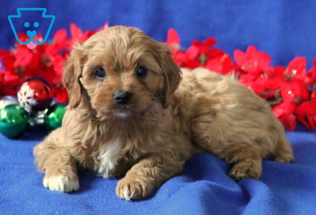 Bunker Cavapoo2 image