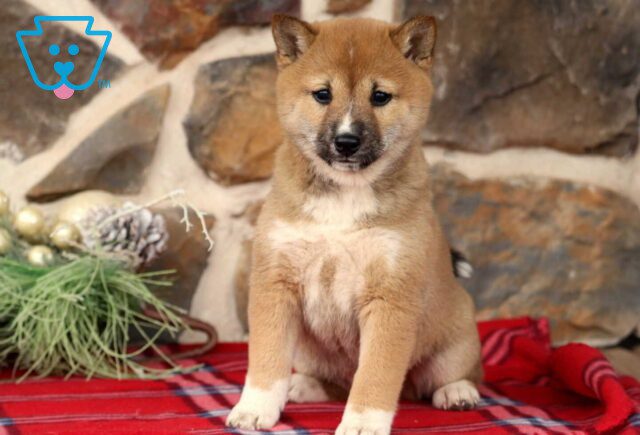 Buttercup Shiba Inu image