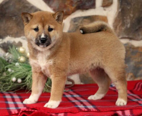 Buttercup Shiba Inu2