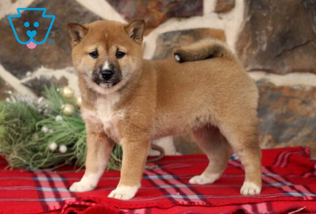 Buttercup Shiba Inu2 image