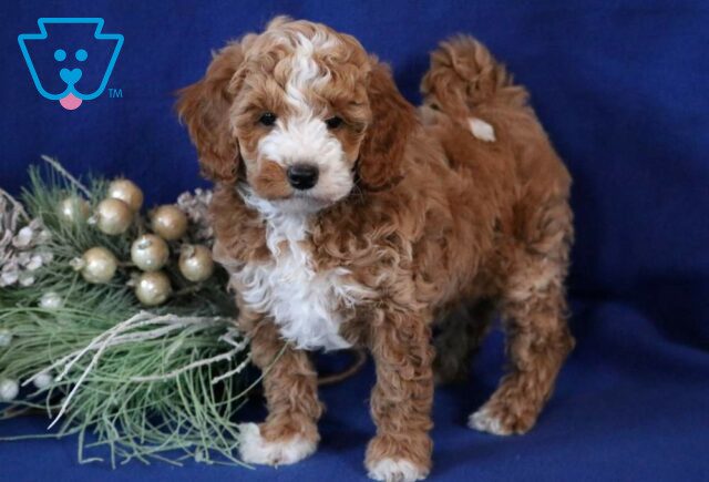 Carmel Toy Goldendoodle image