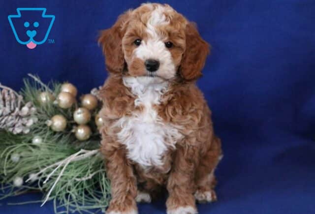 Carmel Toy Goldendoodle2 image