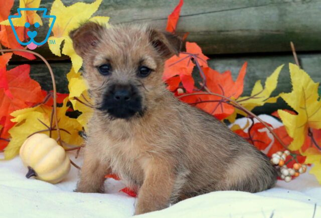 Casper Cairn Terrier image