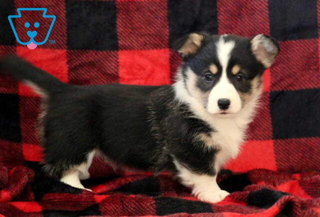 Chocolate Chip Corgi image