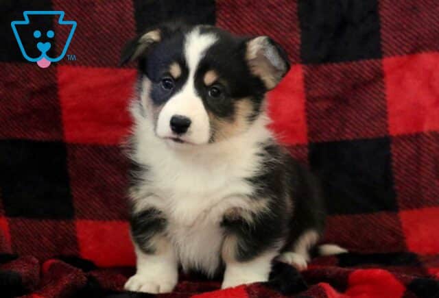 Chocolate Chip Corgi2 image