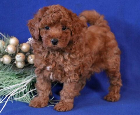Chunk Toy Goldendoodle