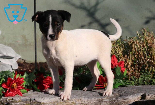 Cookie Jack Russell image