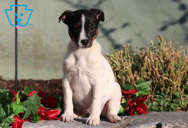 Cookie Jack Russell2 image