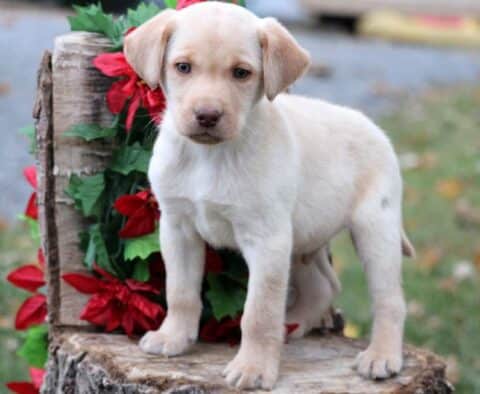 Cruz Yellow Lab2