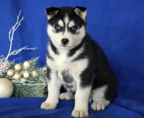 Dasher Husky