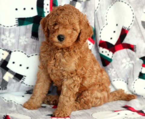 Duke Mini Labradoodle2
